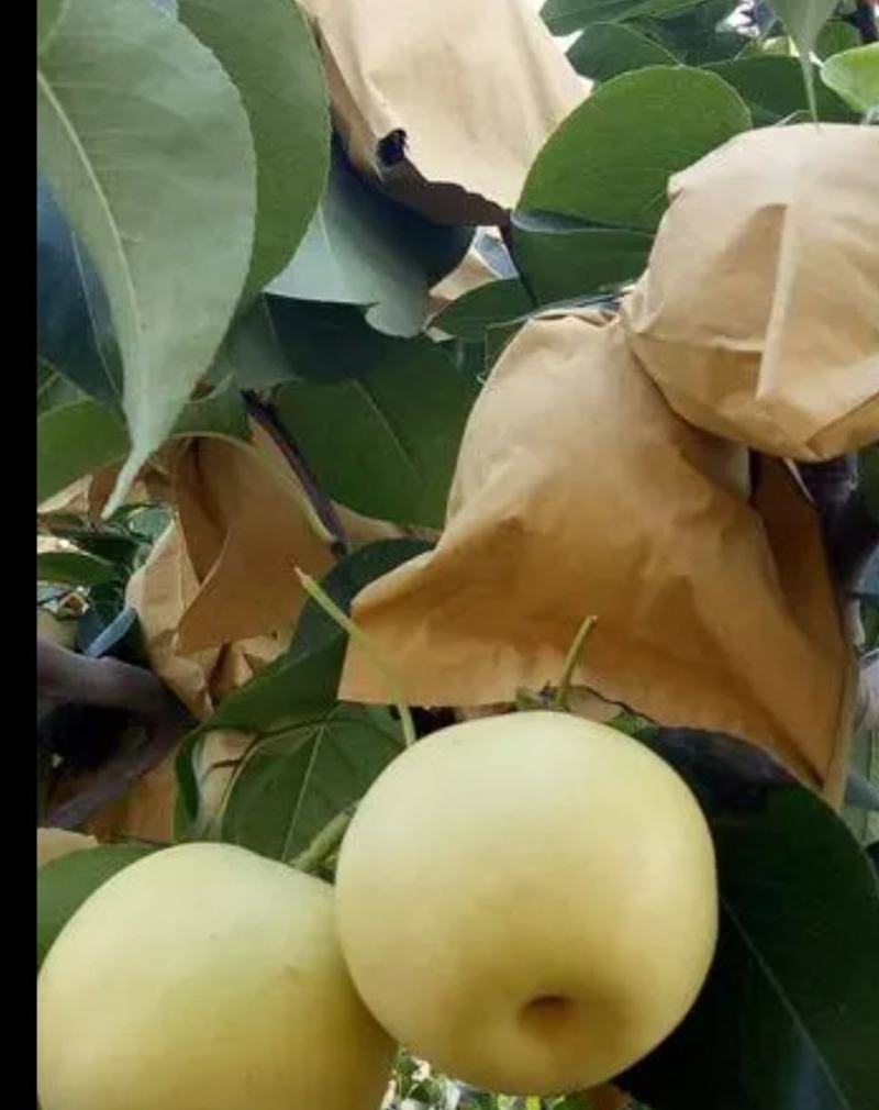 陕西皇冠梨大量上市，产地直销，一手货源，