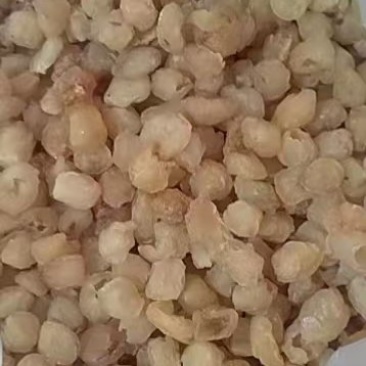 博白桂圆