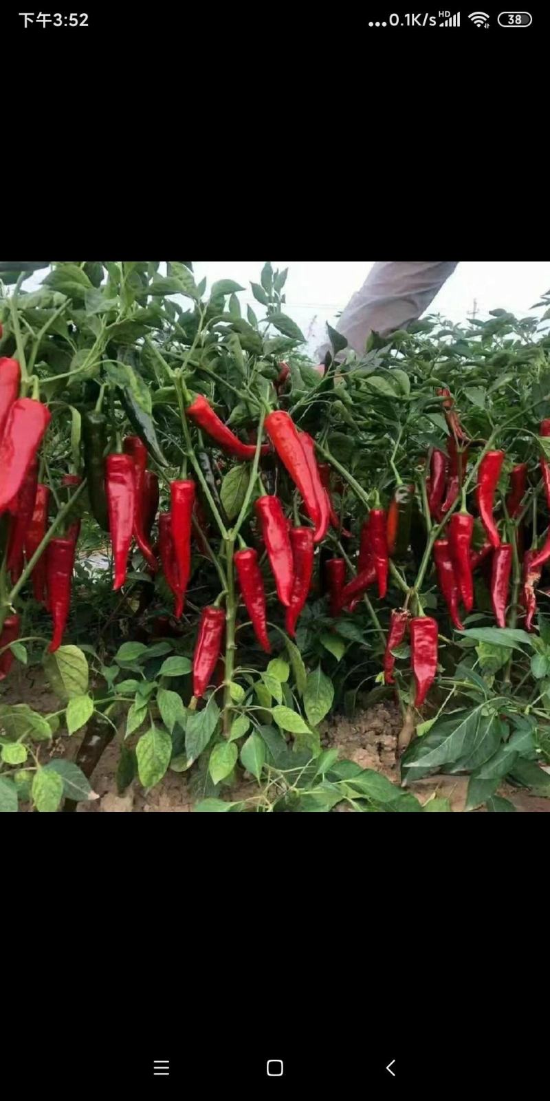 鲜红尖椒