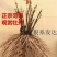 首案红菏泽牡丹花苗,秋天裸根发货,紫根牡丹菏泽直发包邮。