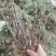 首案红菏泽牡丹花苗,秋天裸根发货,紫根牡丹菏泽直发包邮。