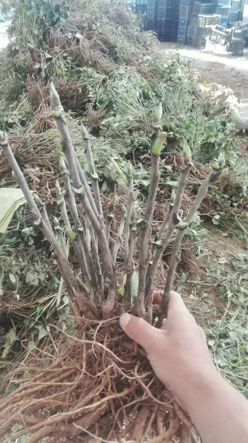 首案红菏泽牡丹花苗，秋天裸根发货，紫根牡丹菏泽直发包邮。