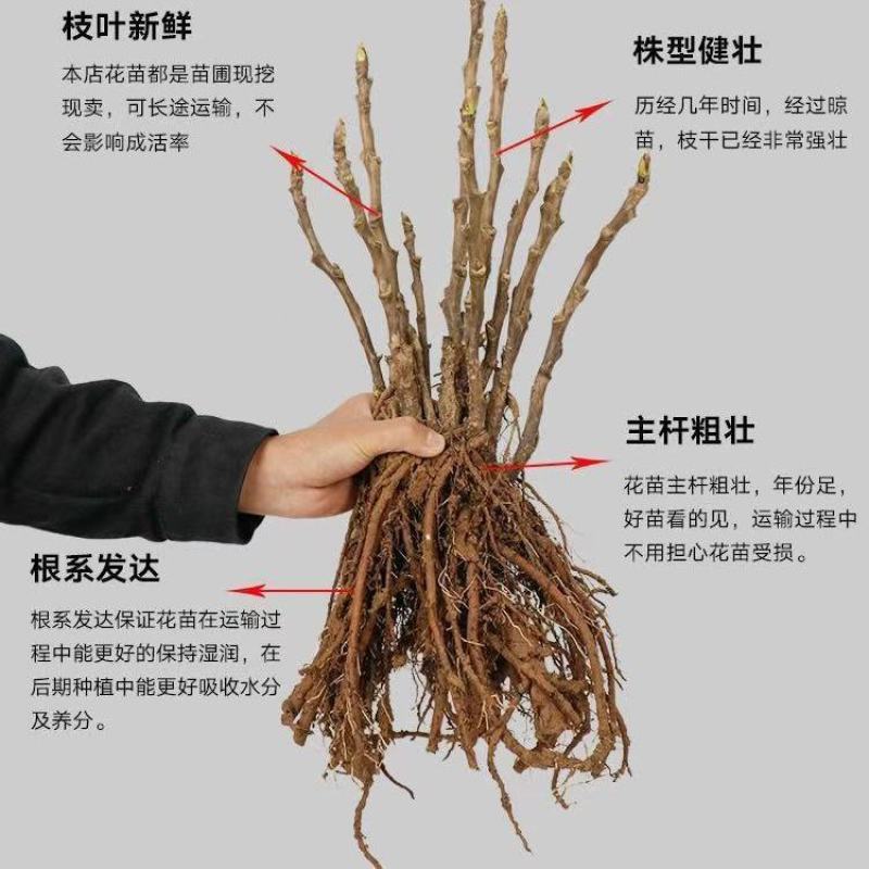 首案红菏泽牡丹花苗，秋天裸根发货，紫根牡丹菏泽直发包邮。