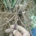 首案红菏泽牡丹花苗,秋天裸根发货,紫根牡丹菏泽直发包邮。