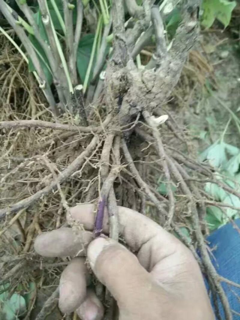 首案红菏泽牡丹花苗，秋天裸根发货，紫根牡丹菏泽直发包邮。