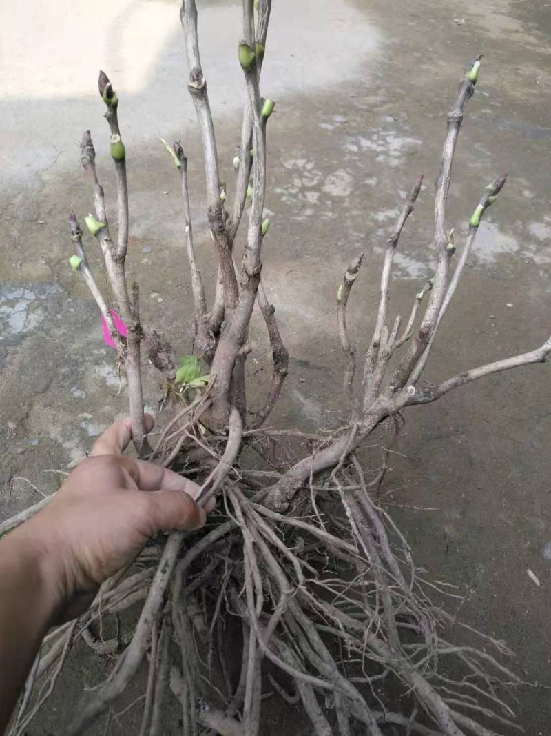 首案红菏泽牡丹花苗，秋天裸根发货，紫根牡丹菏泽直发包邮。