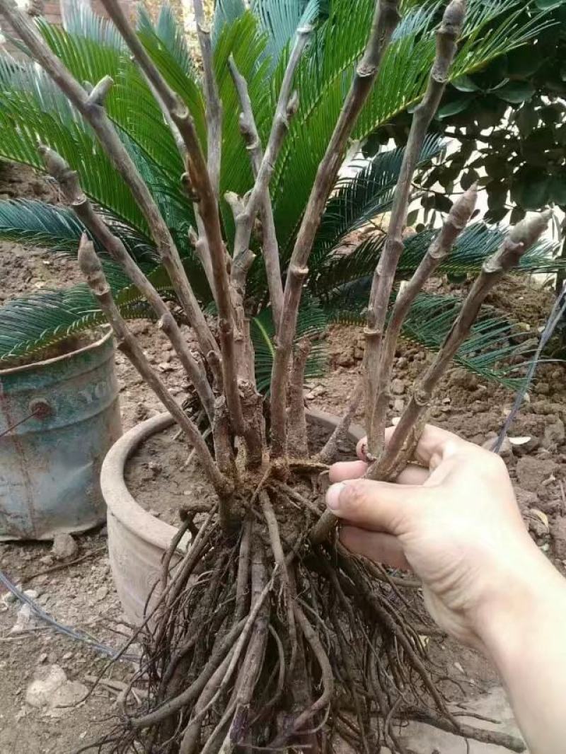 首案红菏泽牡丹花苗，秋天裸根发货，紫根牡丹菏泽直发包邮。