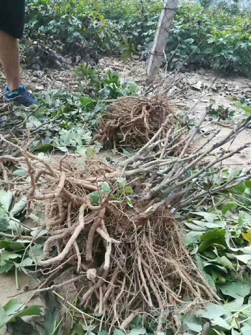 首案红菏泽牡丹花苗，秋天裸根发货，紫根牡丹菏泽直发包邮。