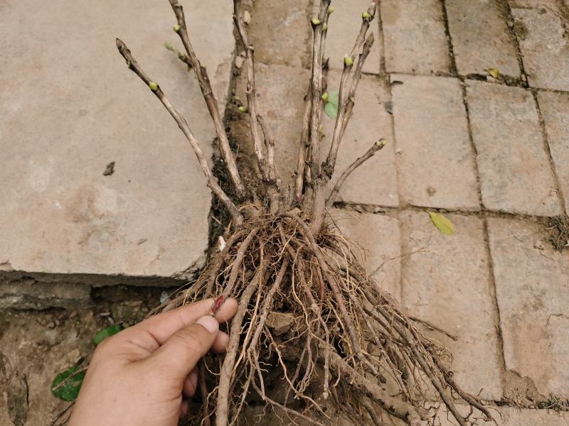 首案红菏泽牡丹花苗，秋天裸根发货，紫根牡丹菏泽直发包邮。