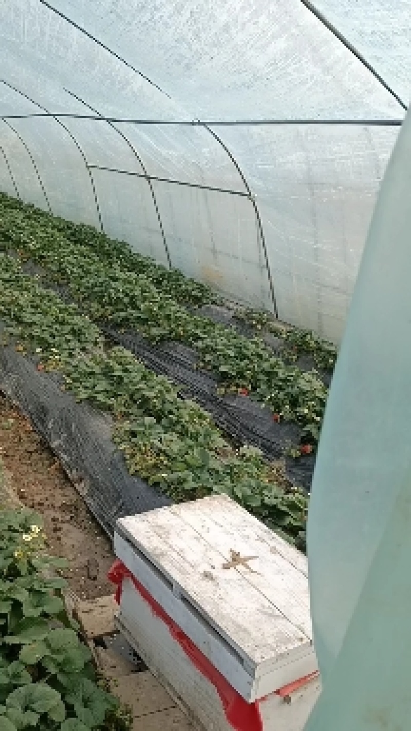 出售安徽红颜草莓苗，欢迎广大客户前来选购