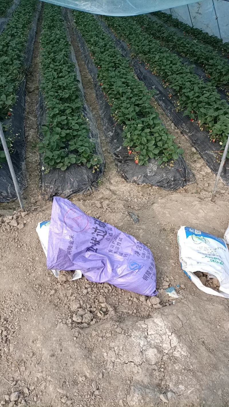 出售安徽红颜草莓苗，欢迎广大客户前来选购