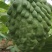 云南释迦果产地直发，一手货，自家果园，随来随看，满意为止