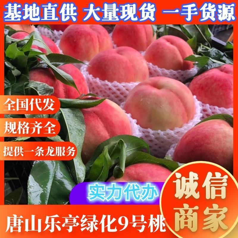 河北唐山优质毛桃，大久保桃，水蜜桃绿化9号桃久保芽变桃货多