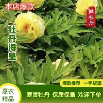 海黄是牡丹佳品耐寒耐旱晚花品种媲美姚黄蔷薇型菏泽直发包邮