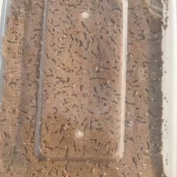 金蝉活蚁枝条孵化基地适合果树.风景树下种植专业技术指导