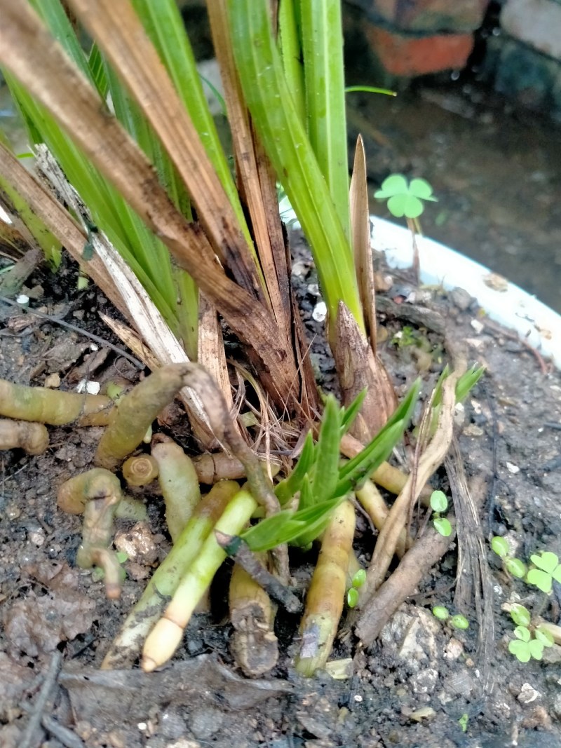 紫香妃发芽中，嫩芽六七苗，十分漂亮