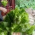 方政正早一号儿菜种子早熟儿菜品种基地专用儿菜种子芥菜