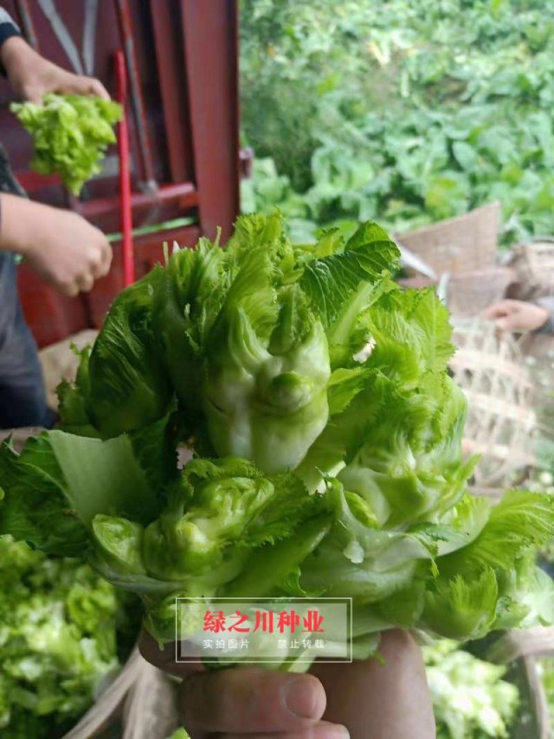 方政正早一号儿菜种子早熟儿菜品种基地专用儿菜种子芥菜