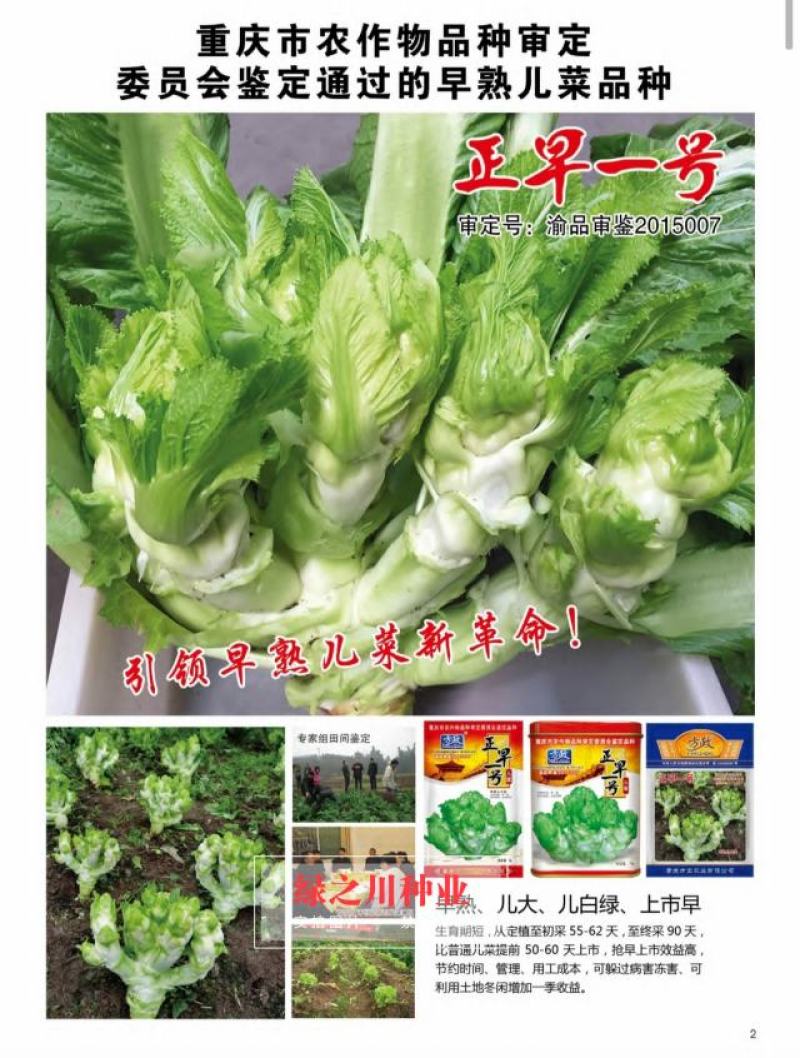 方政正早一号儿菜种子早熟儿菜品种基地专用儿菜种子芥菜