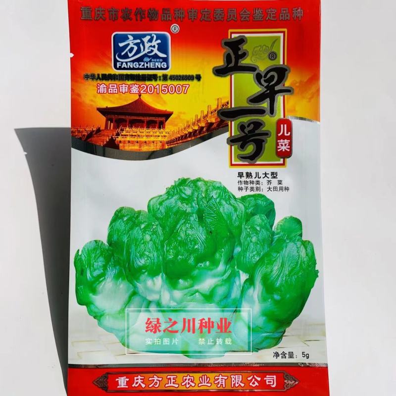 方政正早一号儿菜种子早熟儿菜品种基地专用儿菜种子芥菜