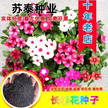 长春花种子四季播种开花室内庭院阳台盆栽花卉耐雨日日春花种