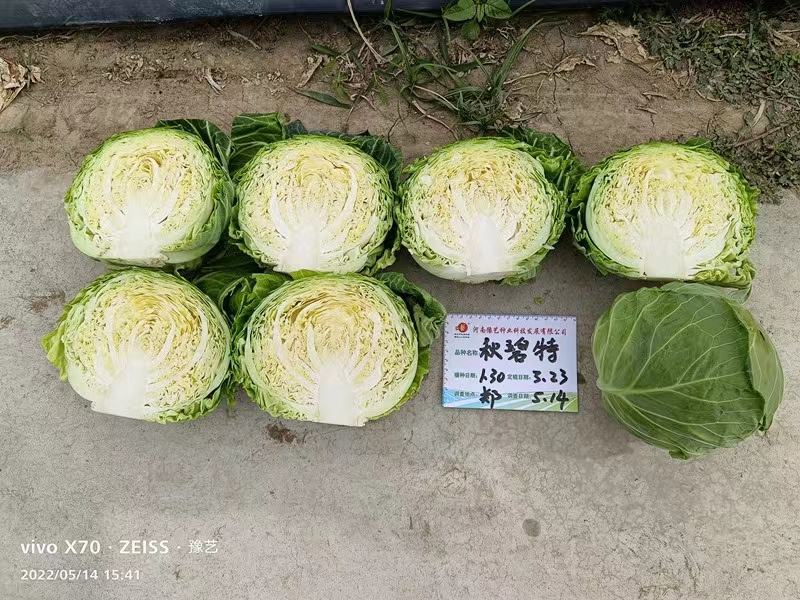 秋碧特甘蓝种子油绿甘蓝种子中心柱短早熟圆整一致55天收