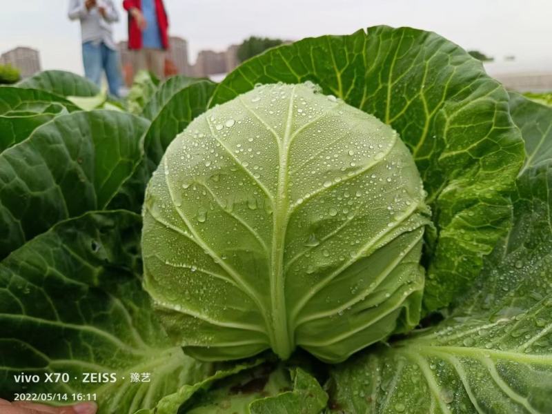 秋碧特甘蓝种子油绿甘蓝种子中心柱短早熟圆整一致55天收