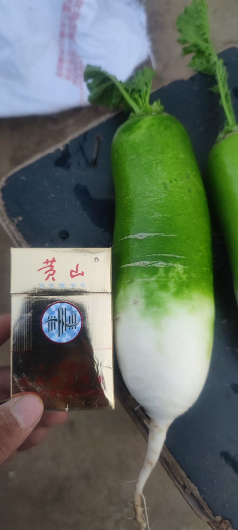 萝卜青萝卜，，规格齐全，产地直发，一手货源，整车批发
