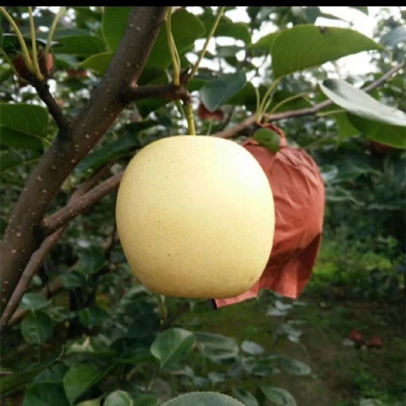 粉碎梨渣适合各种养殖成本低质量好需要的可以联系我