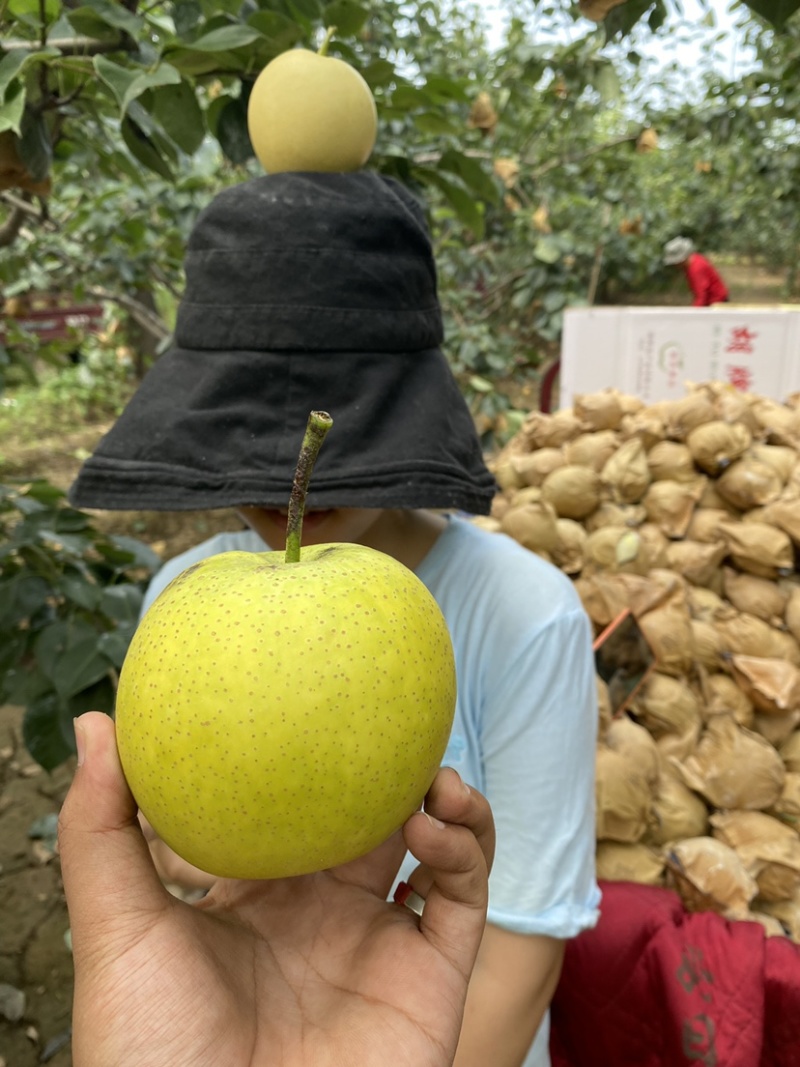 粉碎梨渣适合各种养殖成本低质量好需要的可以联系我