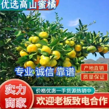 AA柑桔蜜桔一手货源/早熟蜜桔/柑桔批发/蜜桔代办