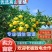 AA柑桔蜜桔一手货源/早熟蜜桔/柑桔批发/蜜桔代办