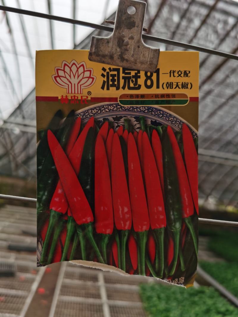 辣椒，朝天椒，润冠81朝天椒，辣辣的。红辣椒，干辣椒