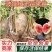 无花果苗久留米波姬红布兰瑞克青皮金傲芬格莱斯芭劳奈