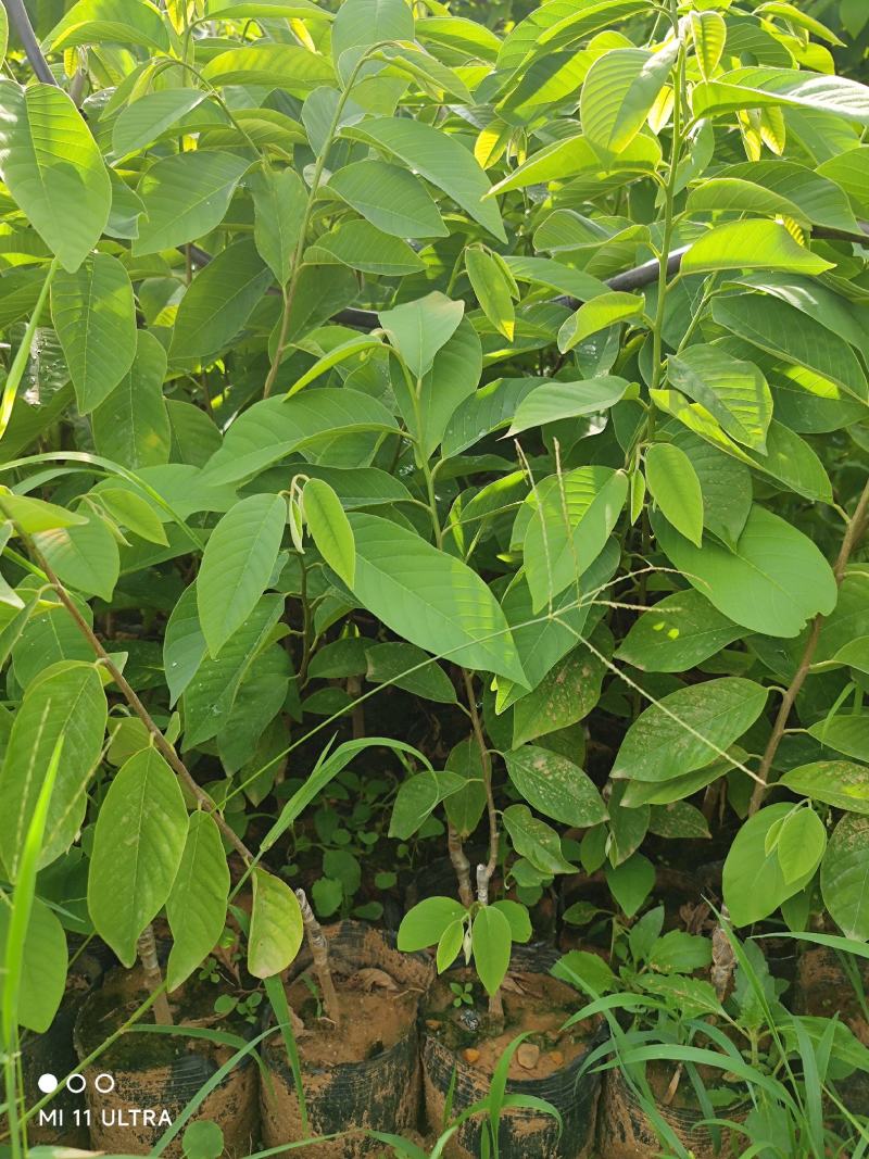 凤梨释迦杯苗一年苗带杯发货后期支持技术指导