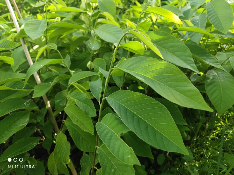 凤梨释迦杯苗一年苗带杯发货后期支持技术指导