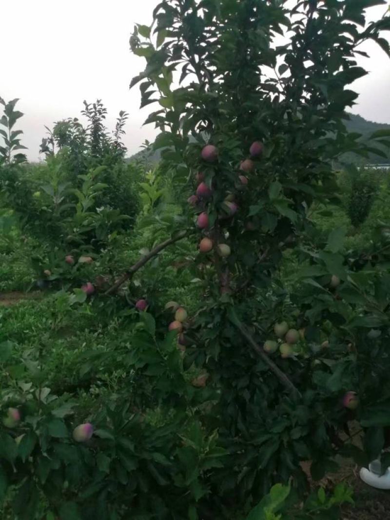 吉盛李子大量上市货源充足价格便宜