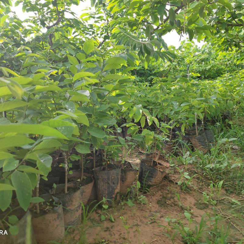 精品释迦苗，品质保证，一手货源，管理简单