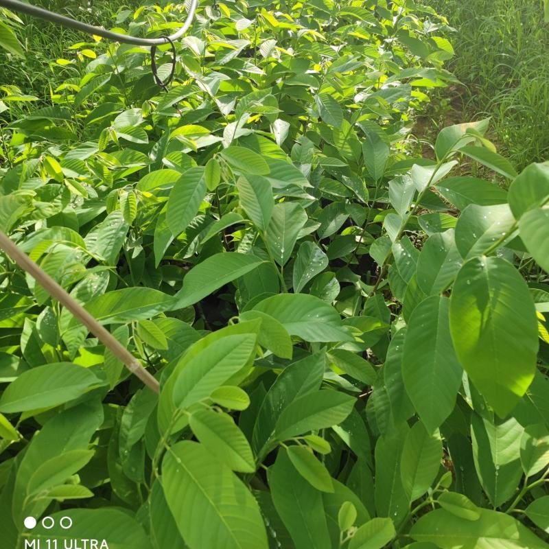 精品释迦苗，品质保证，一手货源，管理简单存活率高