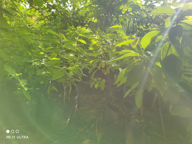 精品释迦苗，品质保证，一手货源，管理简单存活率高