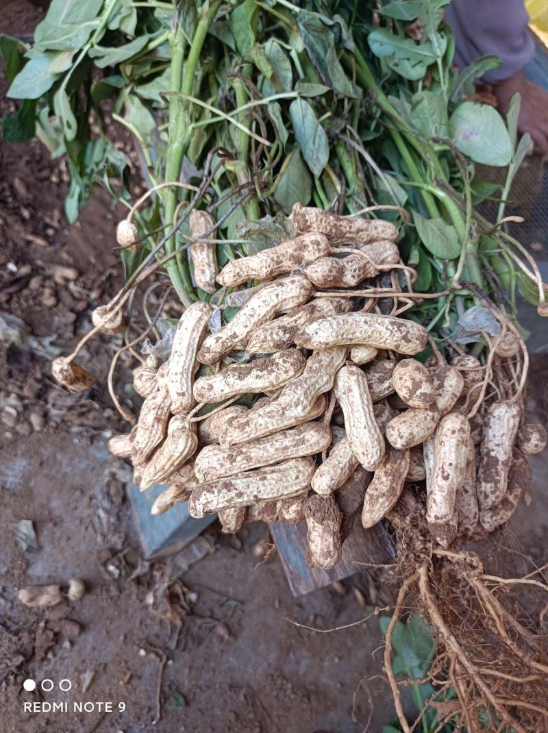 四粒红鲜花生，一手货源，没有中间商赚差价，质量好。