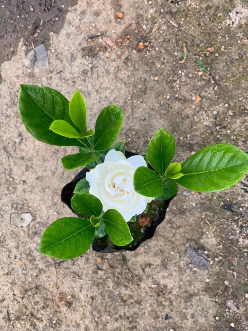 栀子花苗