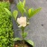 栀子花苗