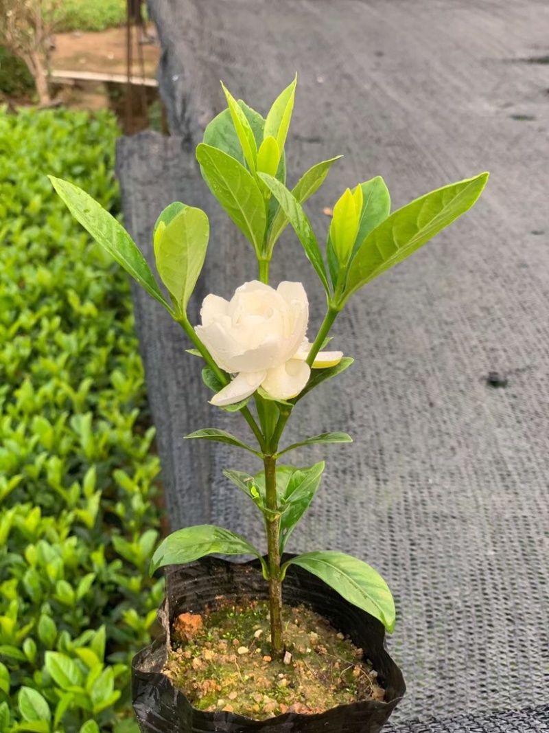 栀子花苗