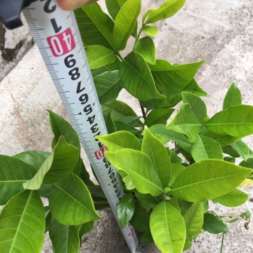 栀子花苗