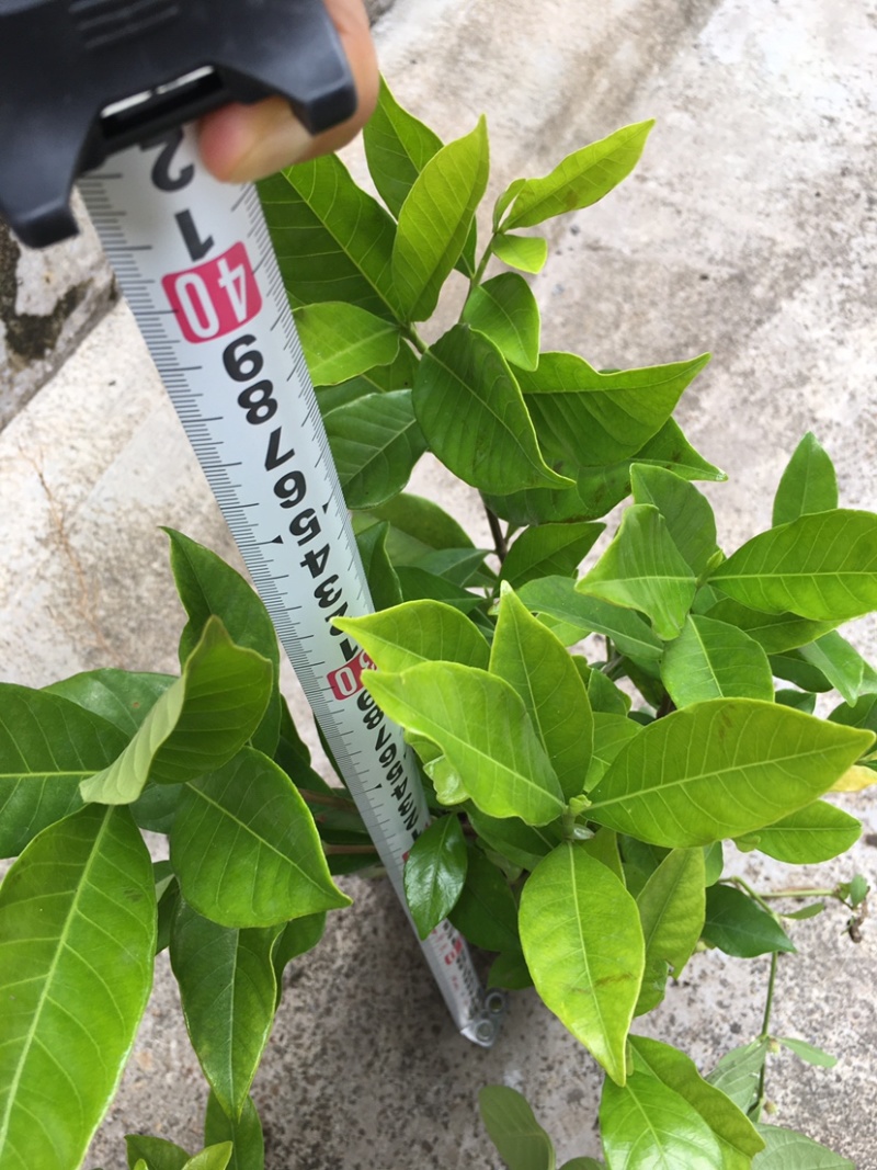 栀子花苗
