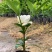 栀子花苗