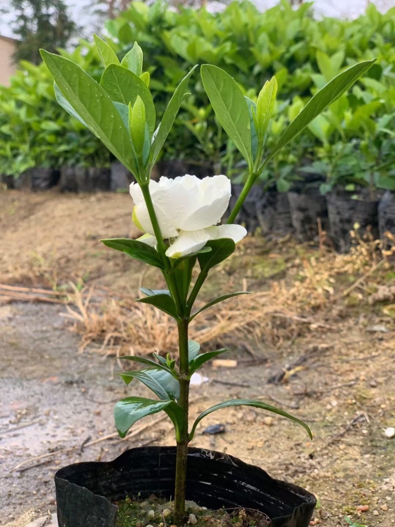 栀子花苗