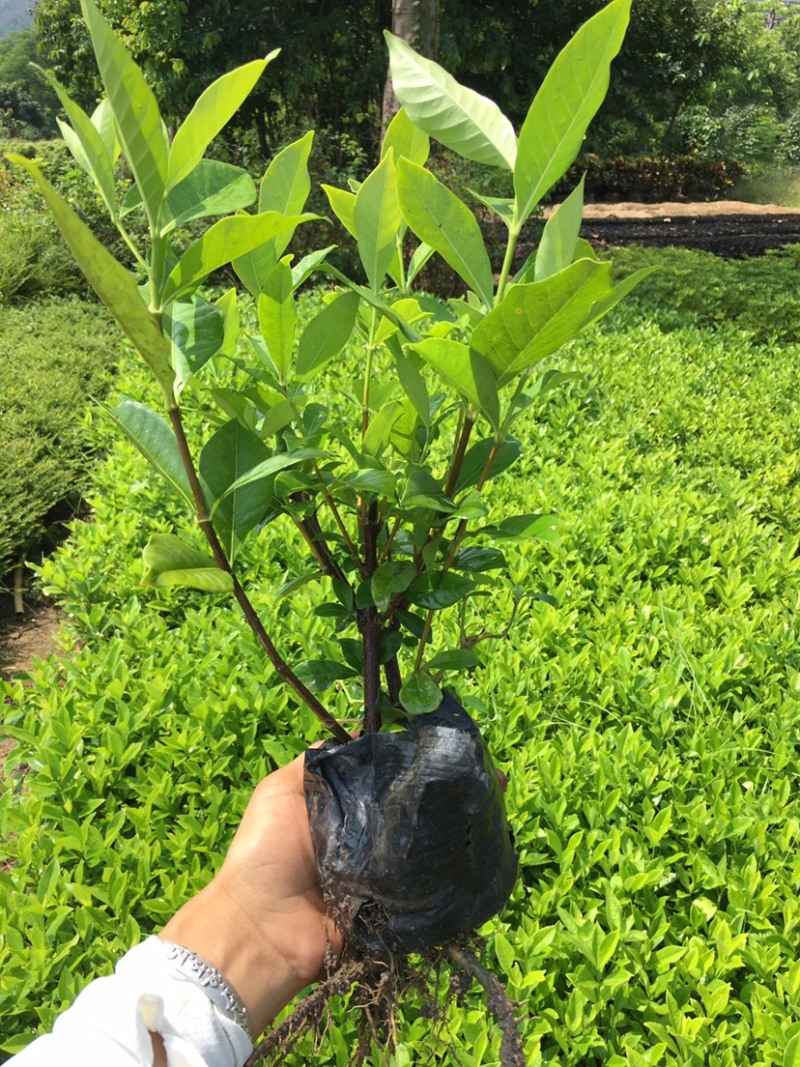 栀子花苗