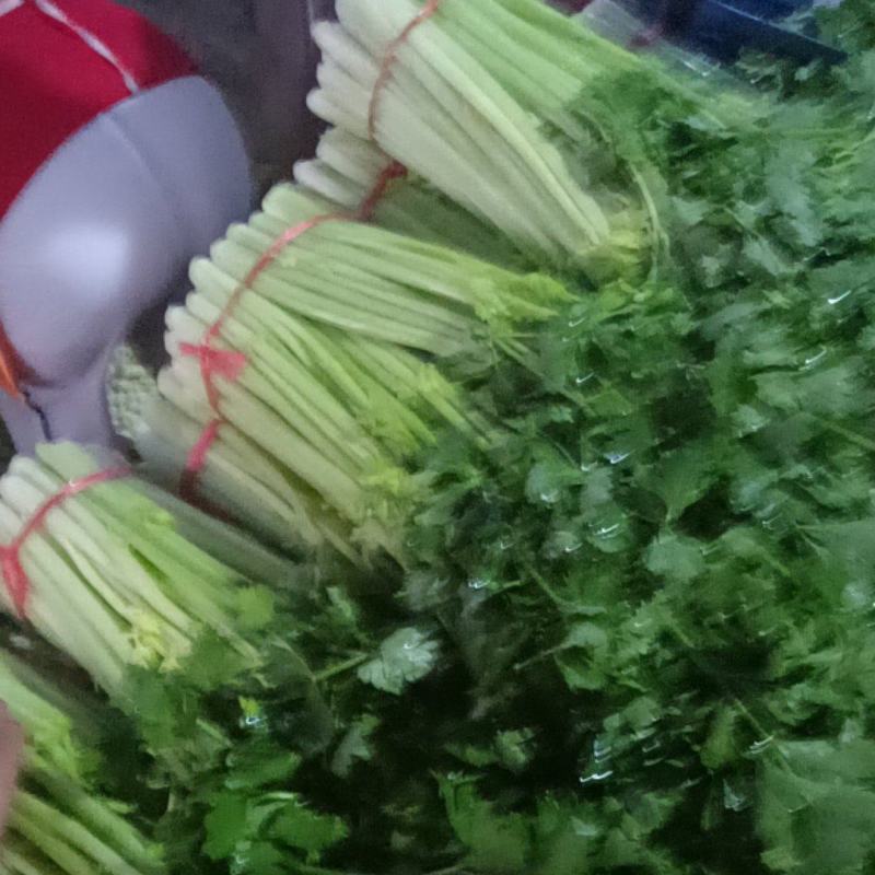 精品毛芹精品毛芹，高原夏菜，质量保证